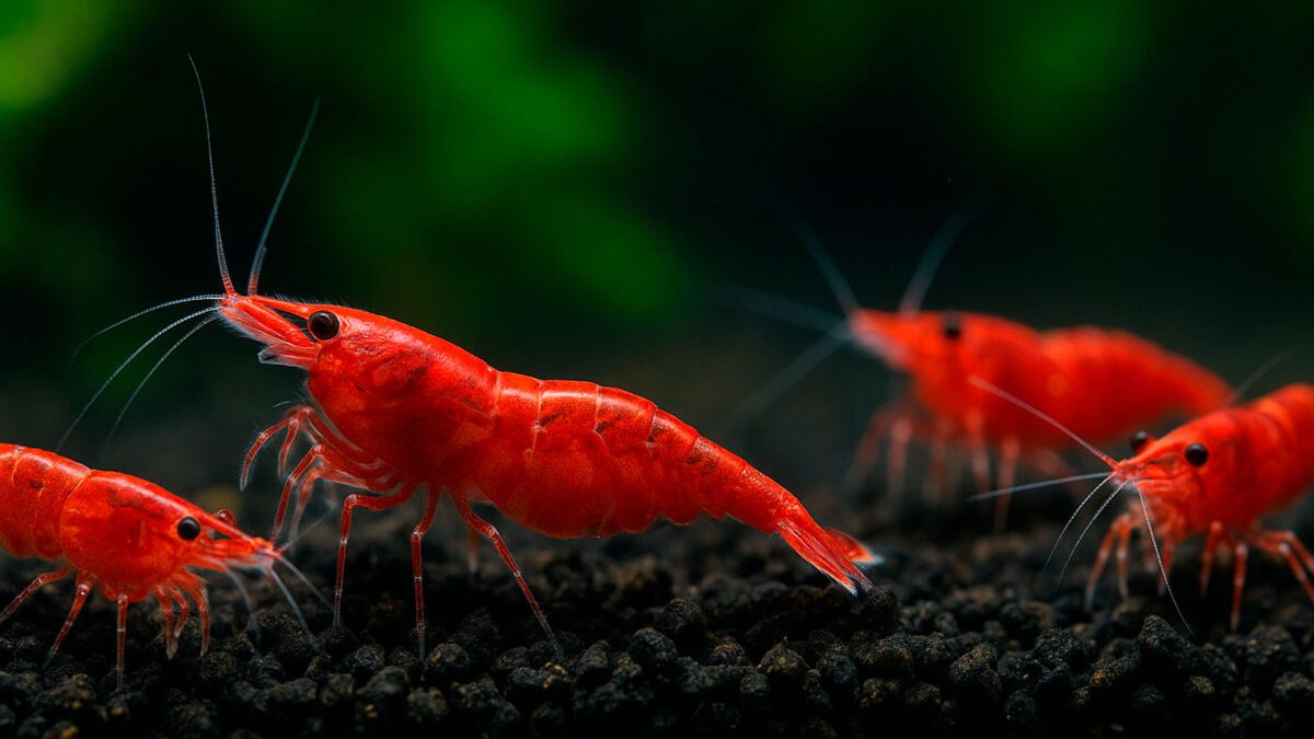 Gambas Acuario — branding y SEO